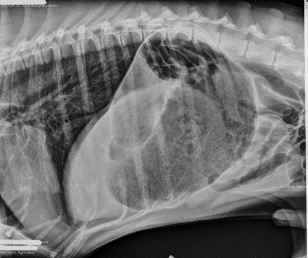 Gastric Dilatation and Volvulus in Dogs