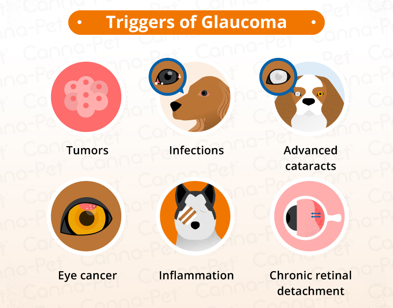 Glaucoma