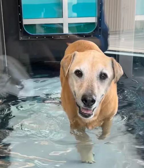 Hydrotherapy