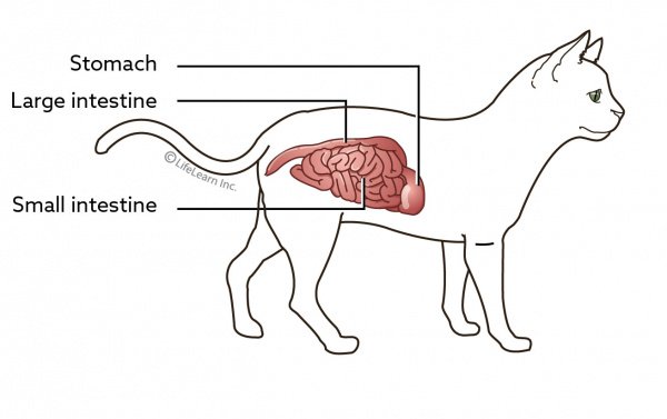 Inflammatory Bowel Disease (IBD) in Cats