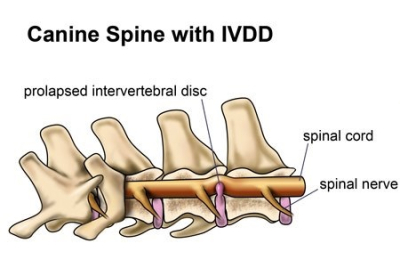 Intervetebral Disc Disease