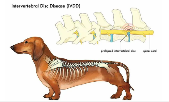 Intervetebral Disc Disease