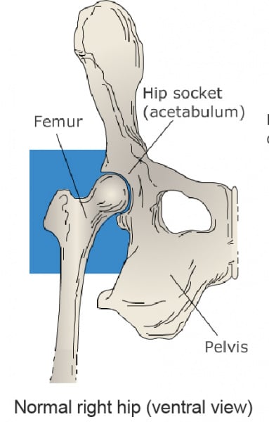 Joint Subluxations in dogs and cats