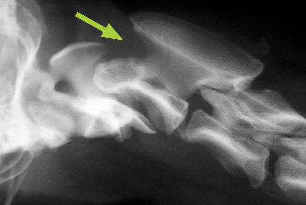 Joint Subluxations in dogs and cats