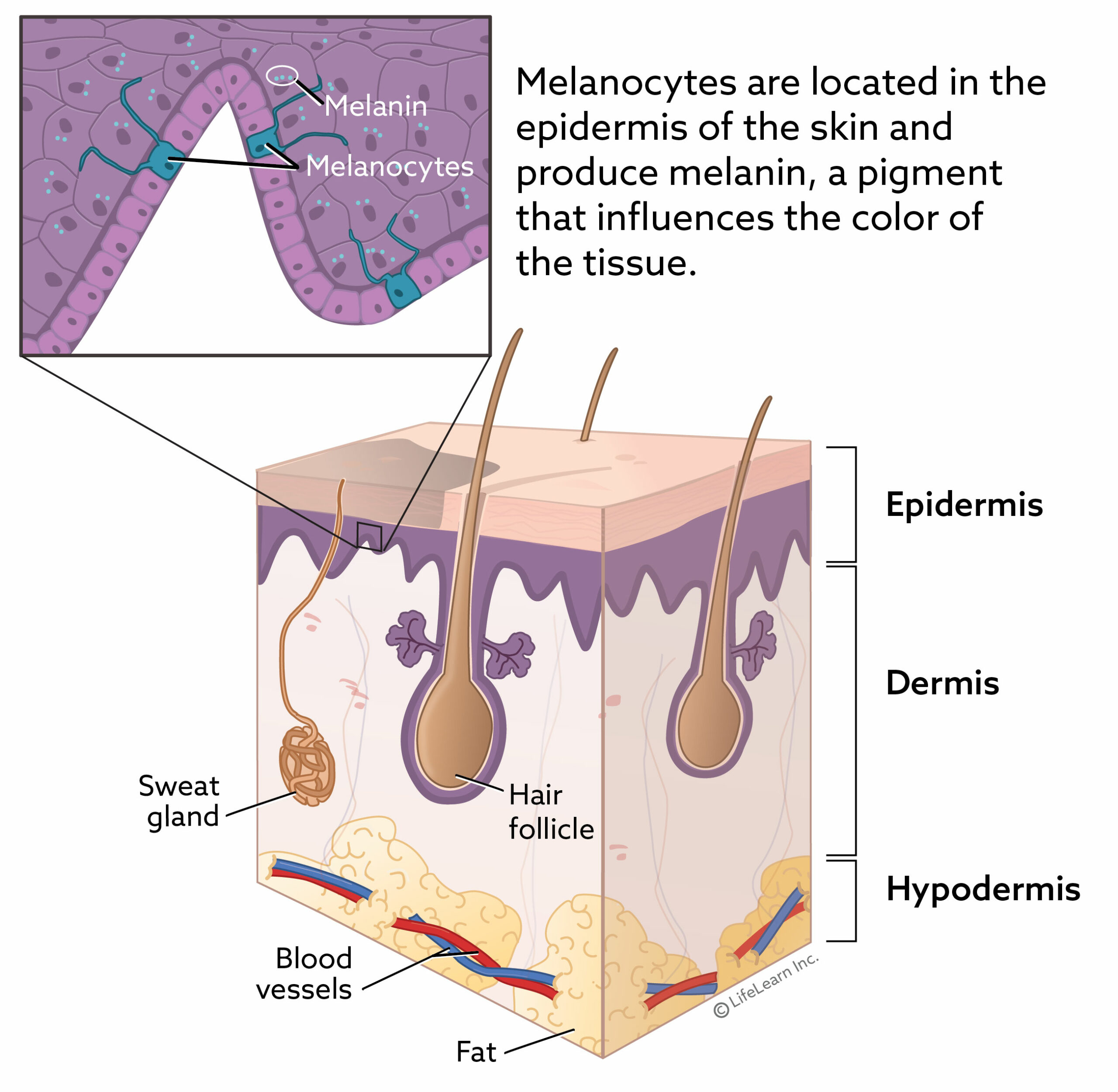 Melanoma Vaccine