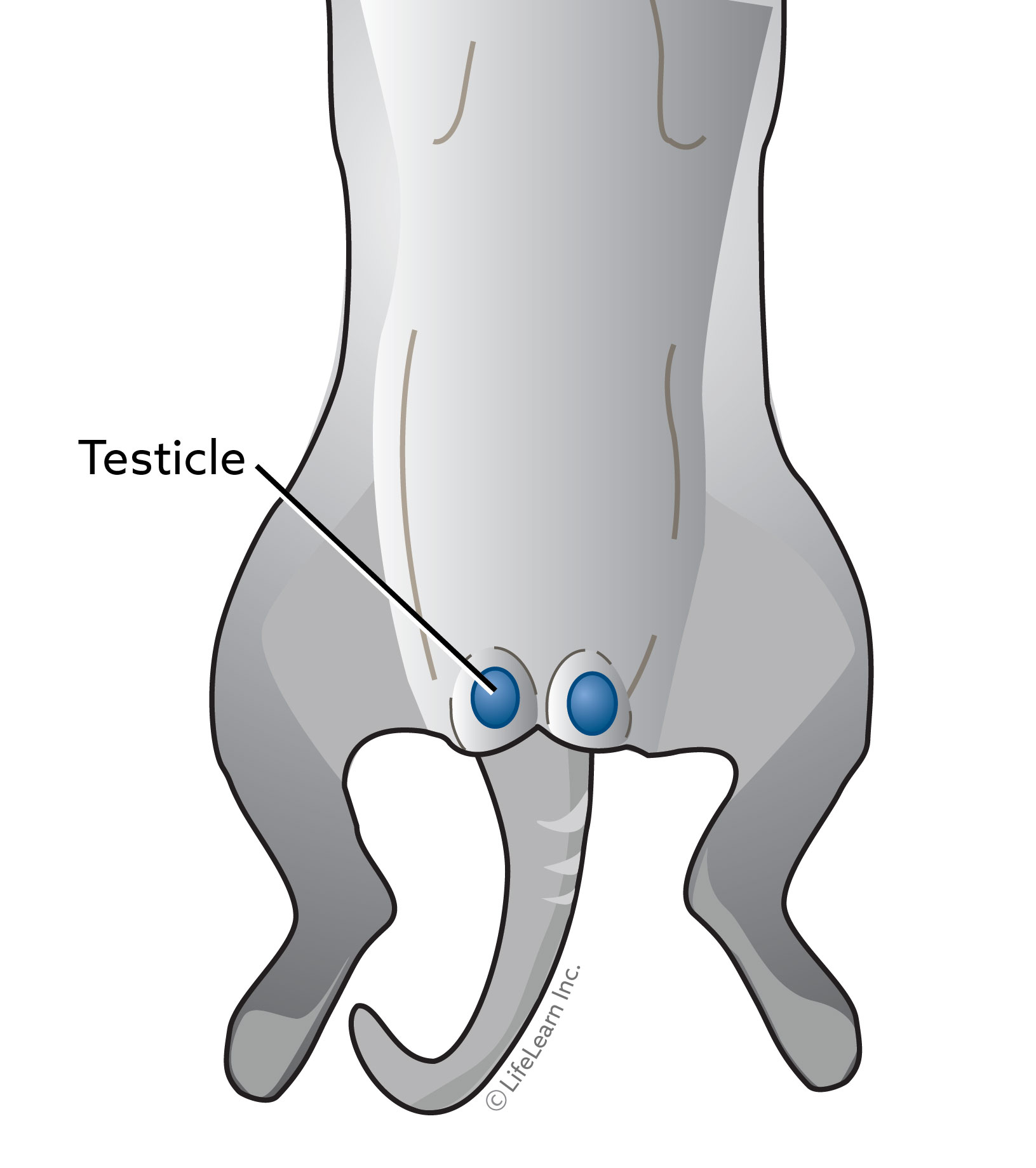 Neutering in Cat