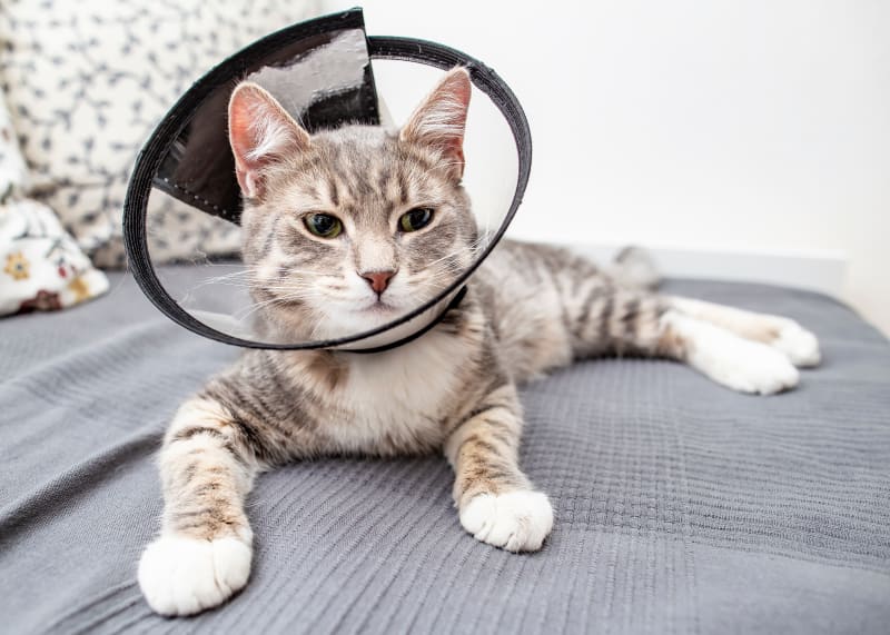 Neutering in Cat