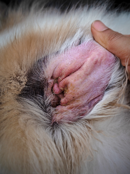 Otitis Externa