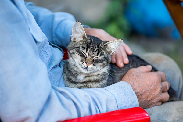 Palliative Care for Cats