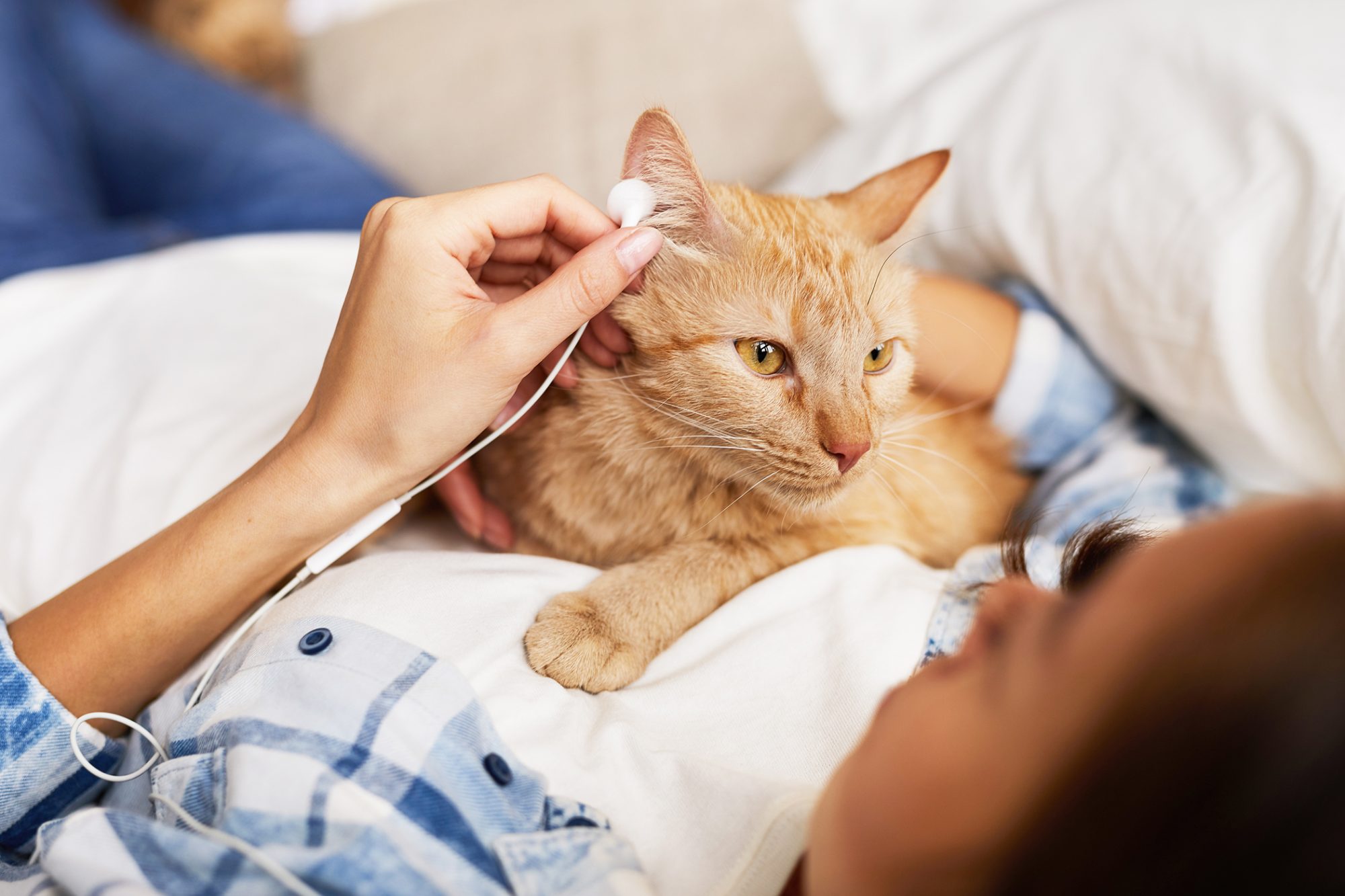 Palliative Care for Cats