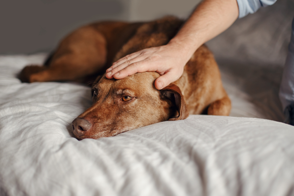 Palliative Care for Dogs