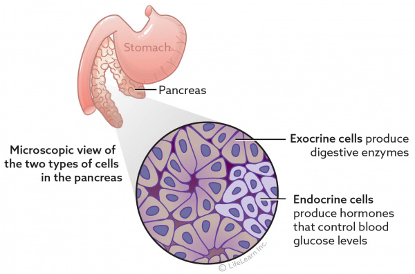 Pancreatic Insufficiency in Dogs