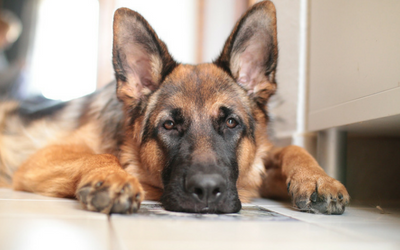 Pancreatic Insufficiency in Dogs