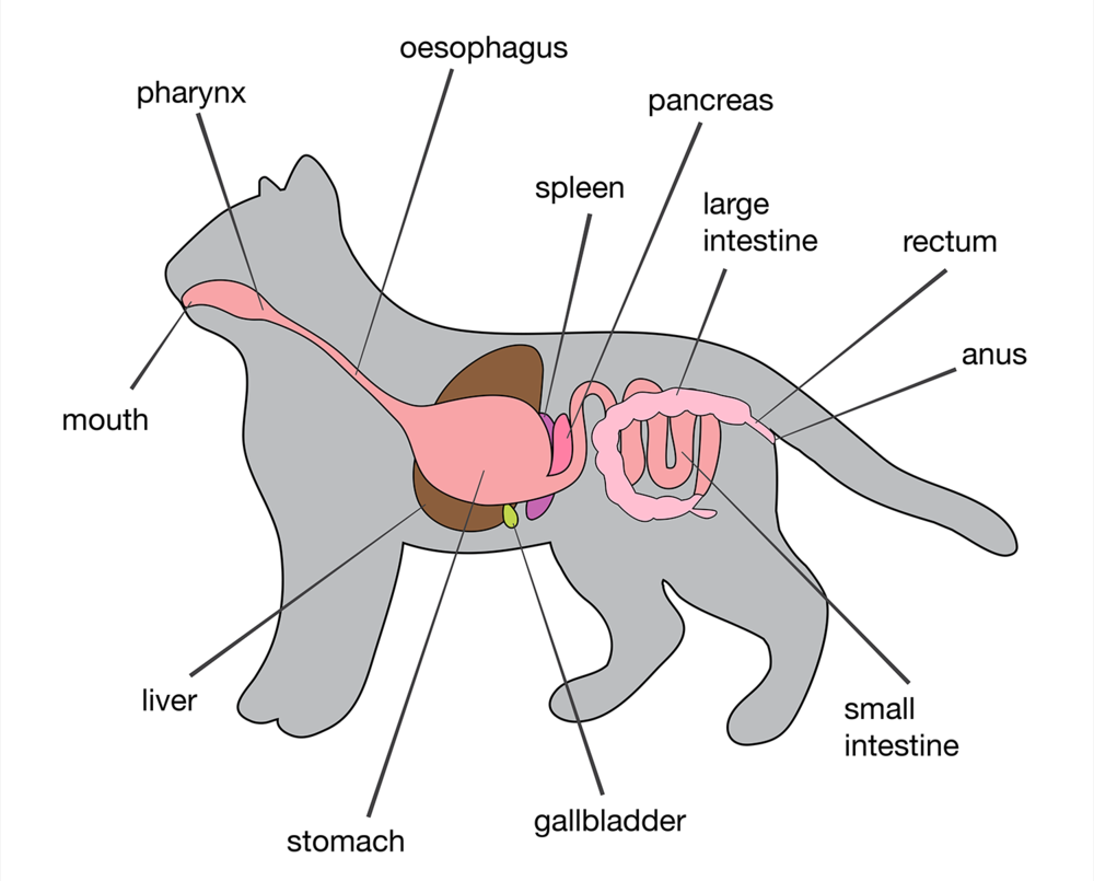 Pancreatitis in Cats: Understanding When to Consider Euthanasia for Compassionate Care - Mnepo Pets