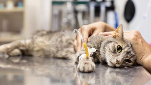 Pancreatitis in Cats