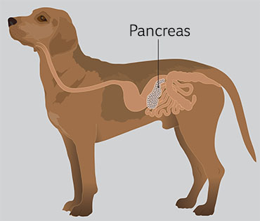 Pancreatitis in Dogs