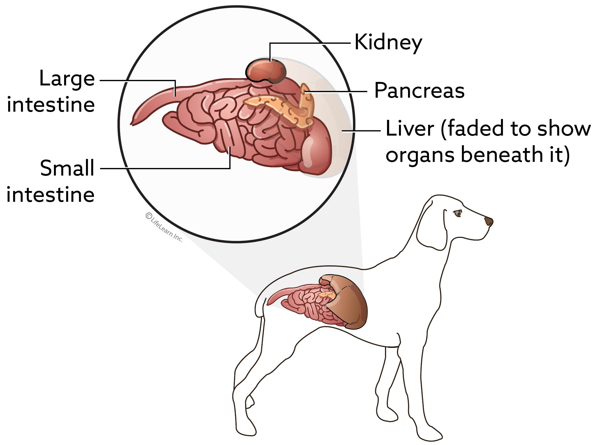 Pancreatitis in Dogs