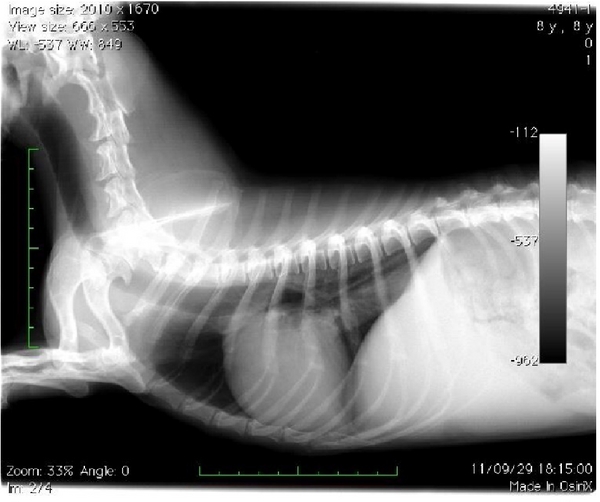 Pheochromocytoma in Dogs