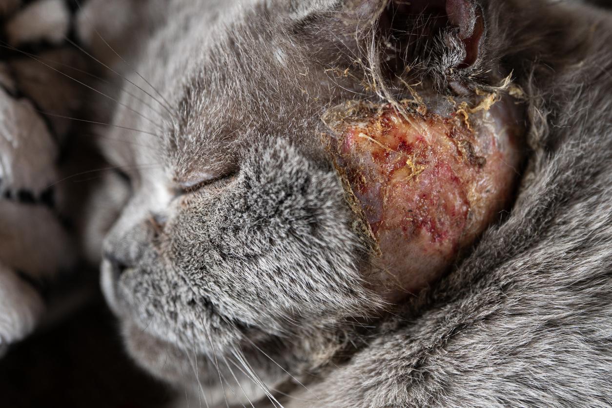 Pyoderma in Pets