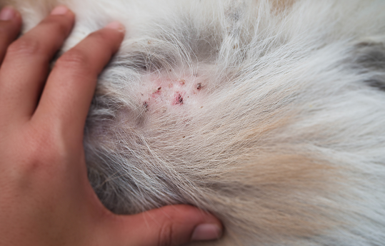 Pyoderma in Pets