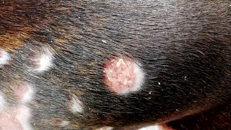 Pyoderma in Pets