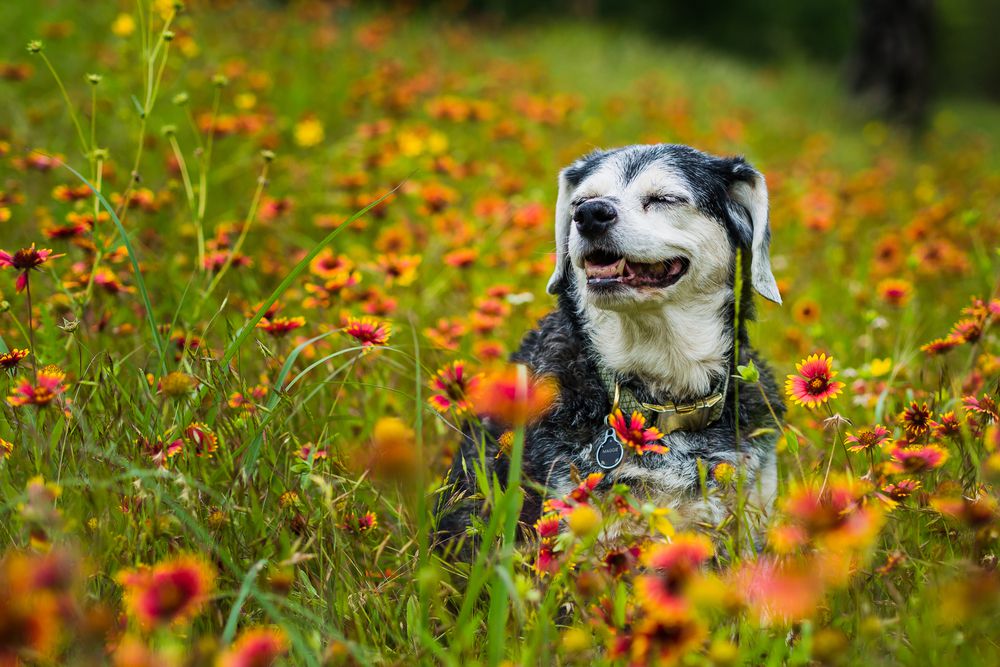 Senior Dogs age Helping our Senior Dogs age Gracefully