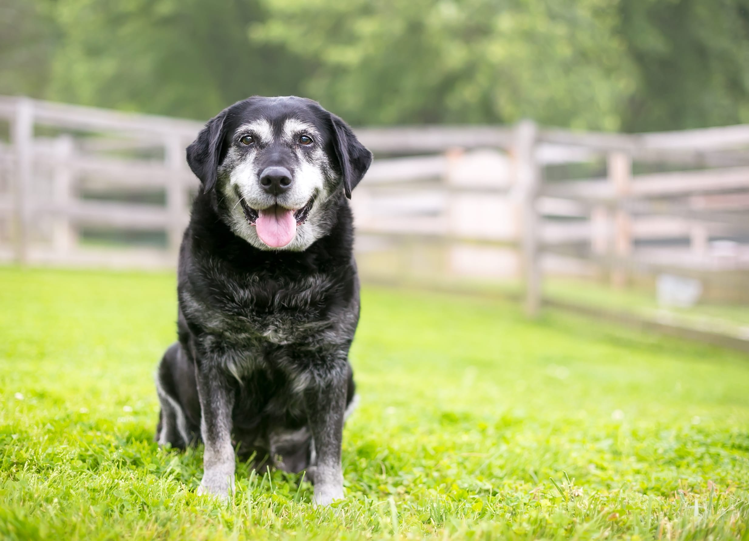 Senior Dogs age