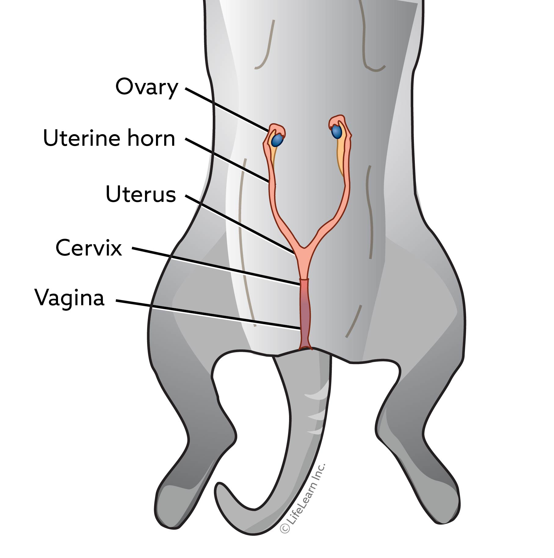 Spaying in Cat