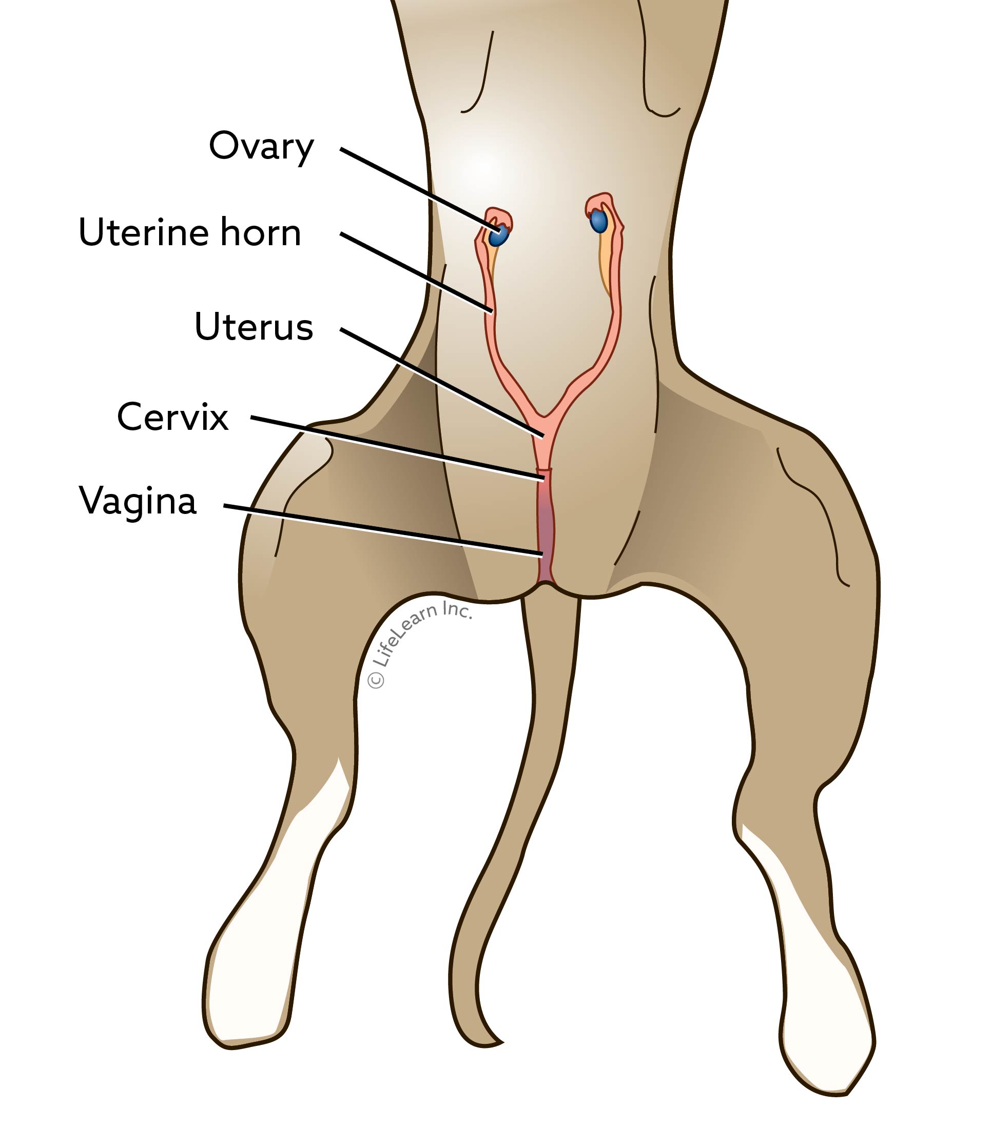 Spaying in Dog