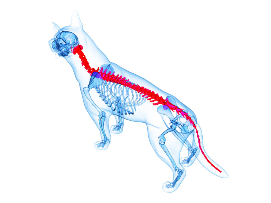 Spinal Pain