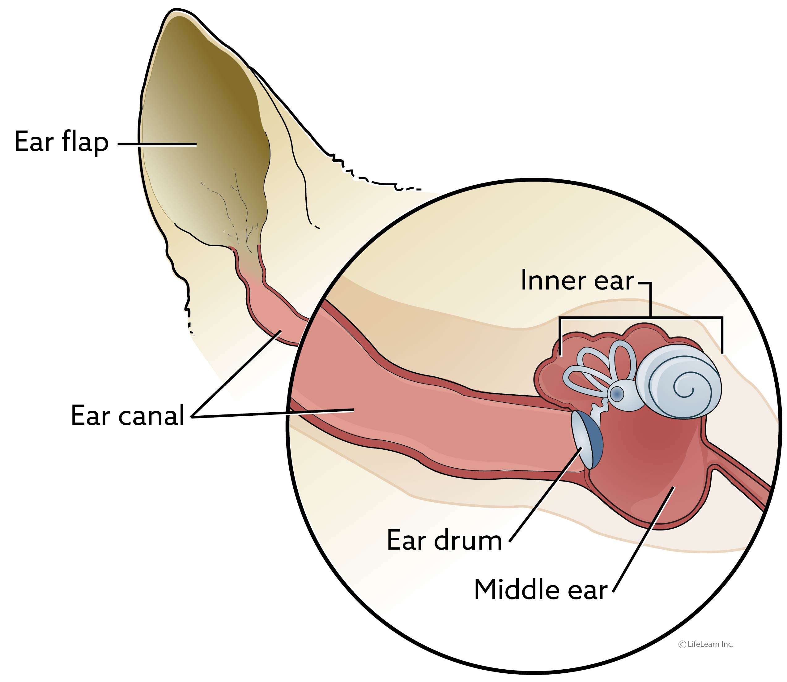 Total Ear Canal Ablation and Bulla Osteotomy