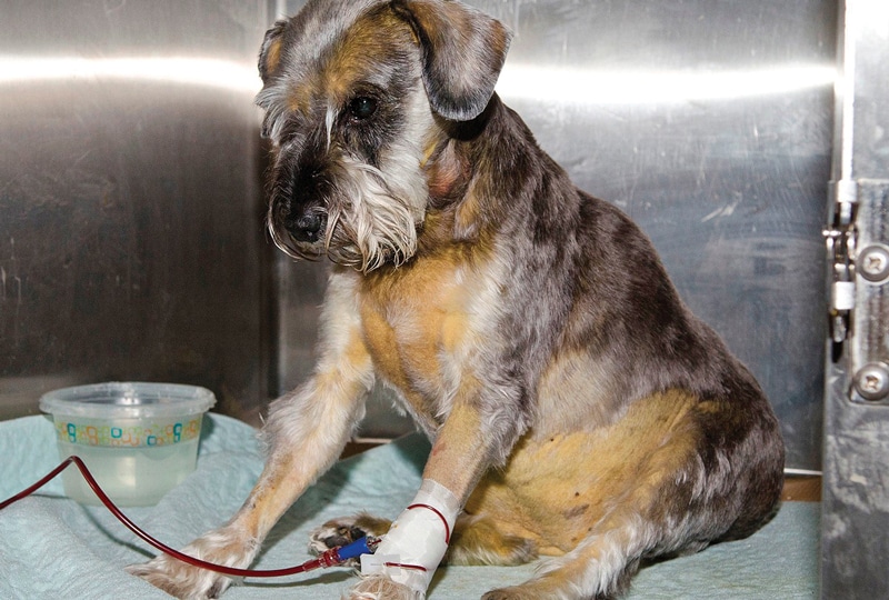 Transfusion Therapy