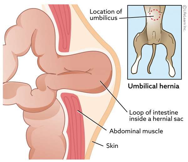 Umbilical Hernia Repair - Wellness Veterinary Hospital