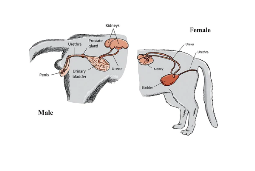 Urethral Obstruction