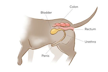 Urethral Obstruction