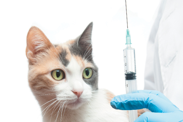 Vaccines for Cats