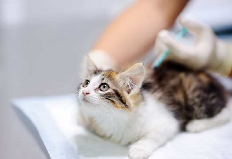 Vaccines for Cats