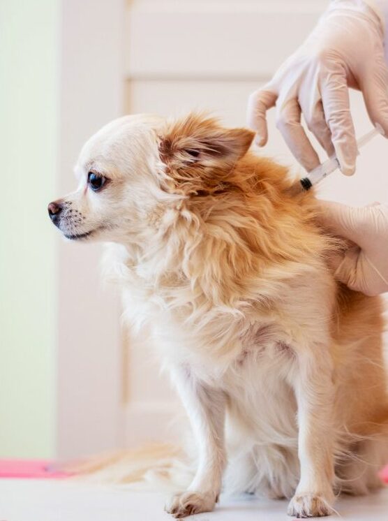 Vaccines for Dog