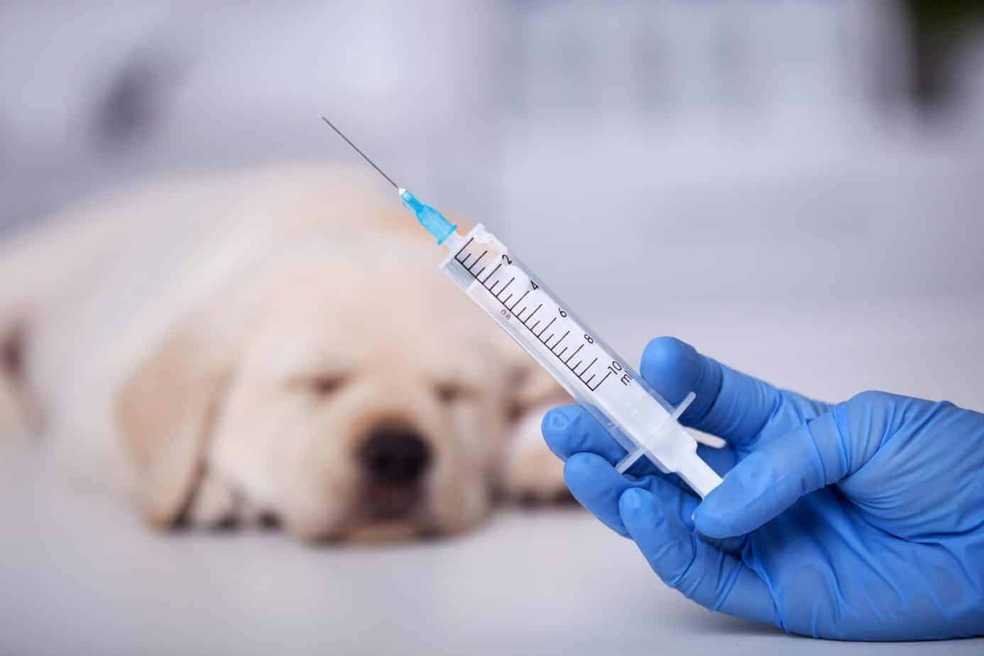 Vaccines for Dog