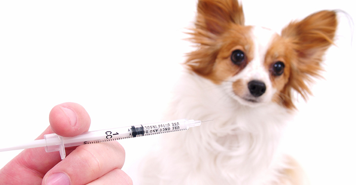 Vaccines for Dog