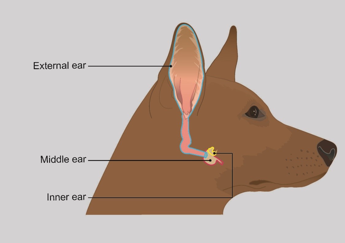 Vestibular Disease