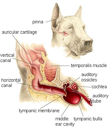 Vestibular Disease