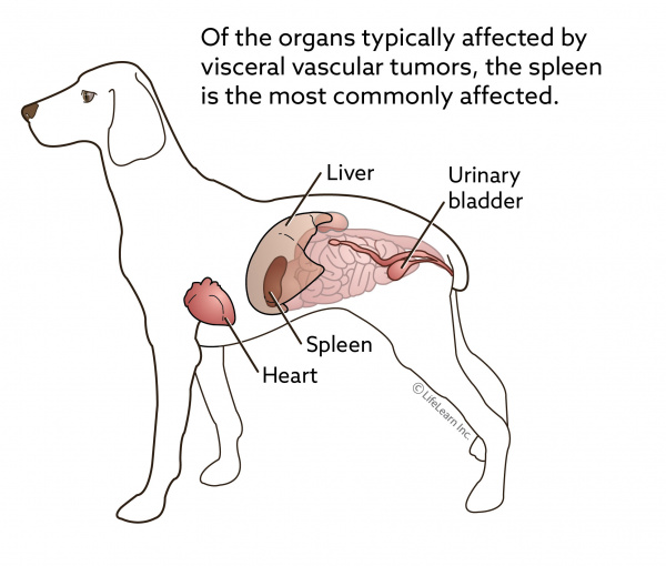 Visceral Vascular Tumors