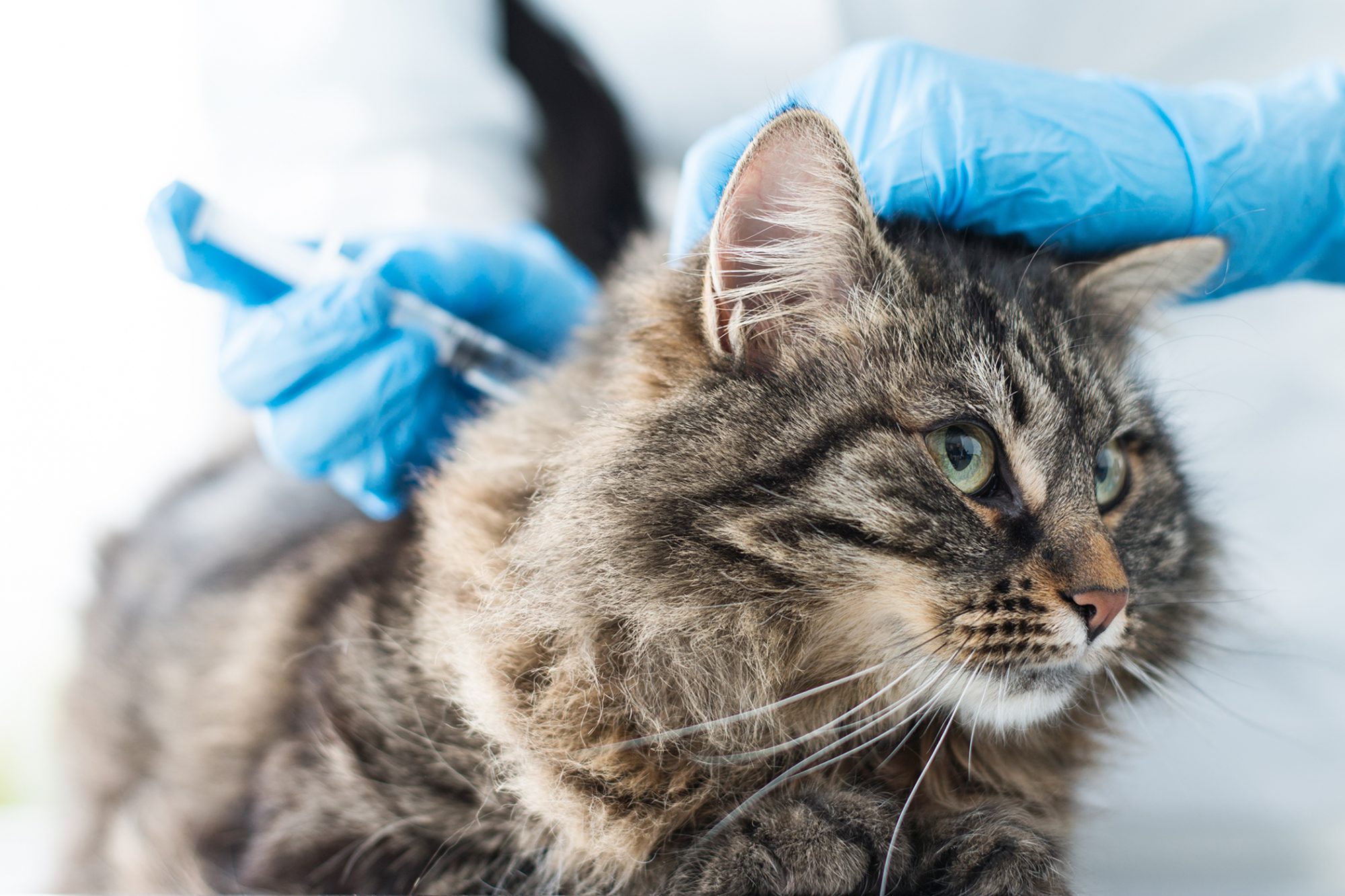 Wellness testing for Adult Cats