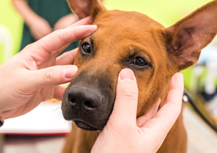 Wellness testing for Adult Dogs