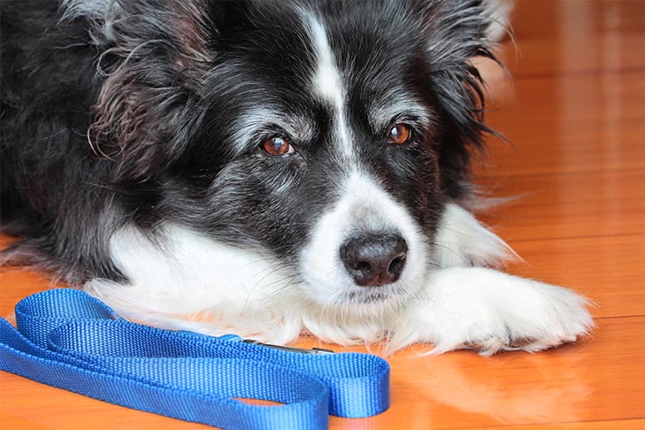 Wellness testing for Adult Dogs