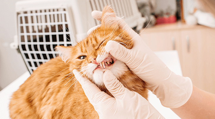 Wellness testing for Senior Cats