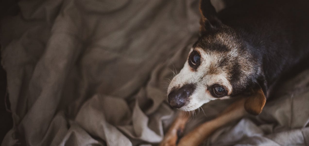 Wellness testing for Senior Dogs