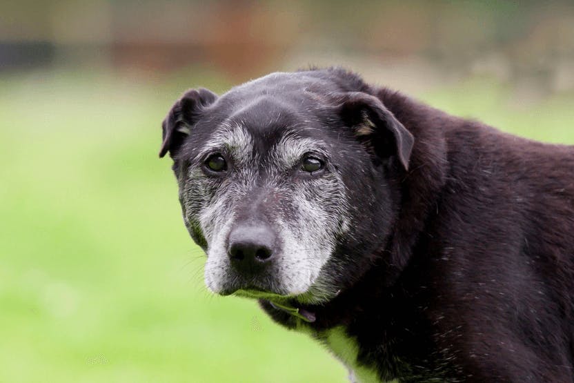 Wellness testing for Senior Dogs