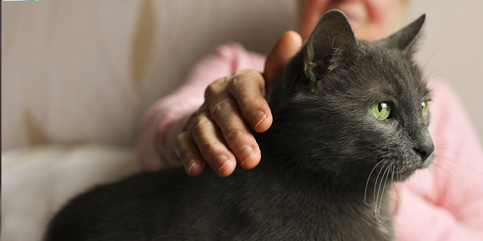 Senior Cat Care – Special Considerations aging cats care